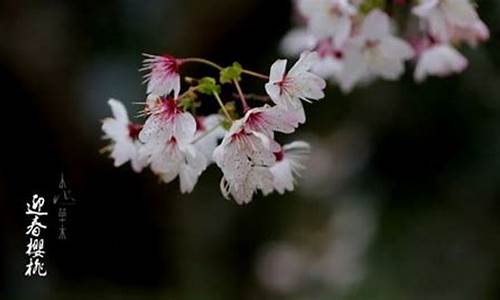 野芳发而幽香_野芳发而幽香佳木秀而繁阴翻译