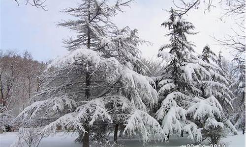 大雪压青松 青松挺且直_大雪压青松青松挺且直什么意思